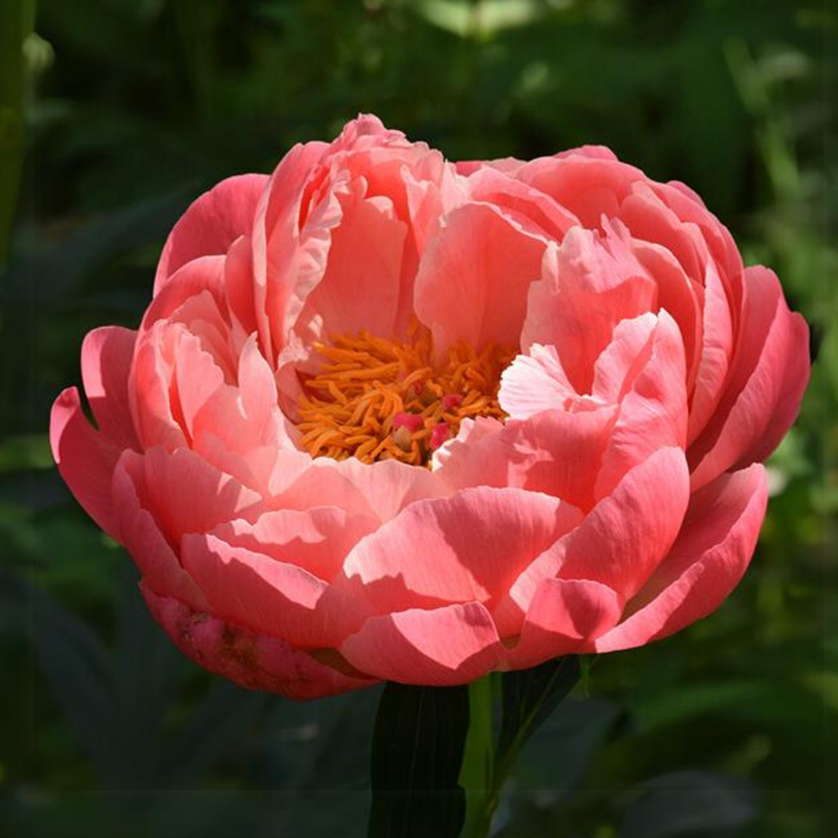 Pink Hawaiian Coral Peony Seeds - Chinese Peony, 10+ seeds