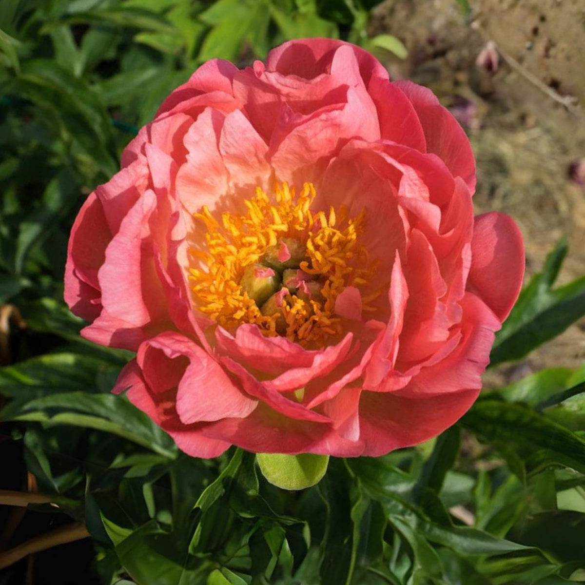 Pink Hawaiian Coral Peony Seeds - Chinese Peony, 10+ seeds