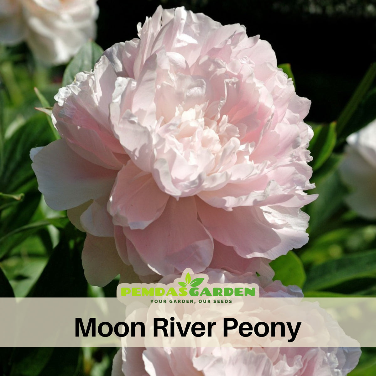 Moon River Peony Seeds - Chinese Peony, Double Blooms, 10+ seeds