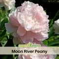 10+ Rare Seeds|   Moon River Peony Seeds (Paeonia, Herbaceous Peony) – Rare Heirloom - Open Pollinated -  Romantic Perennial Blooms for Cottage Garden, Fragrant Cut Flowers, Easy to Grow #B002
