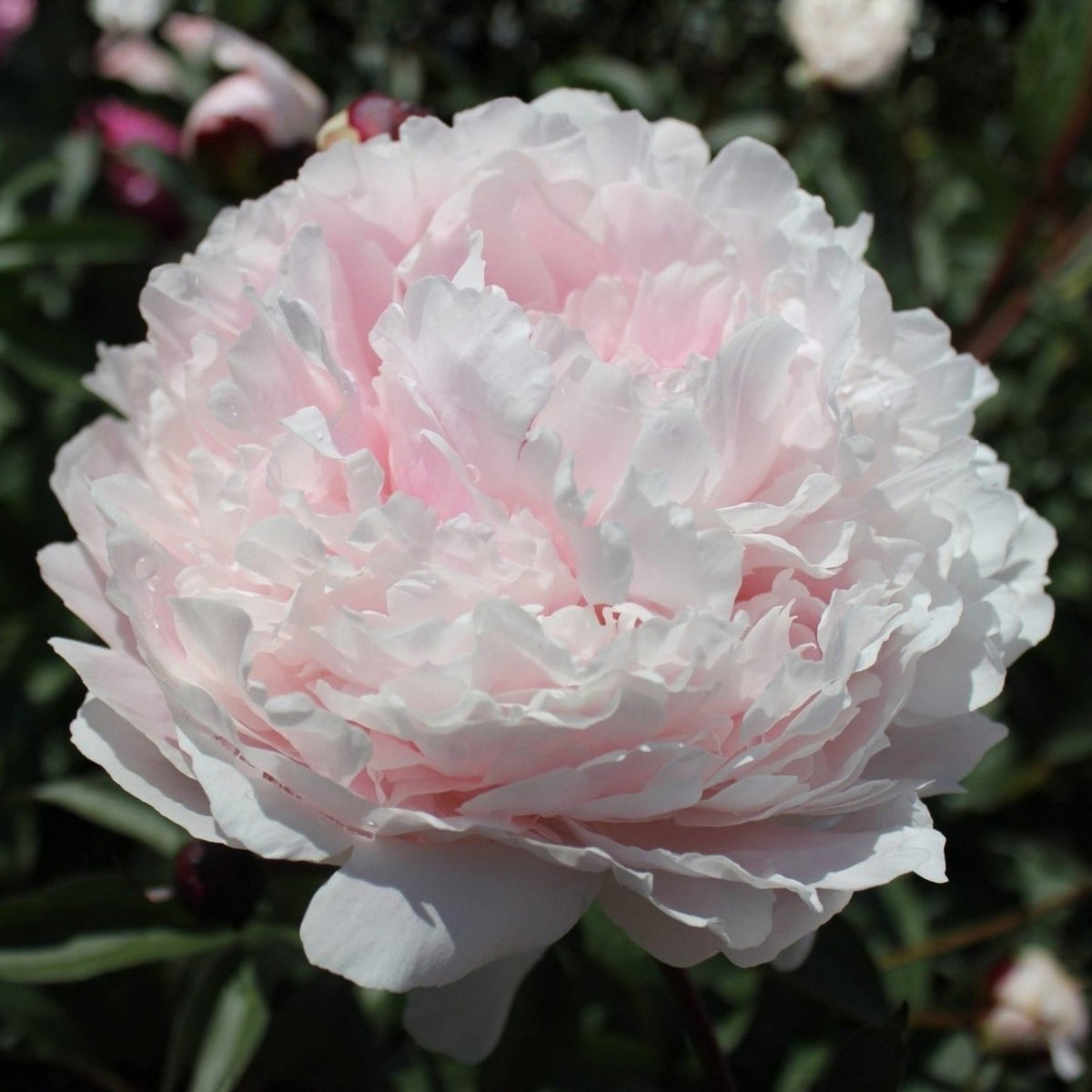 Moon River Peony Seeds - Herbaceous Peony, 10+ seeds
