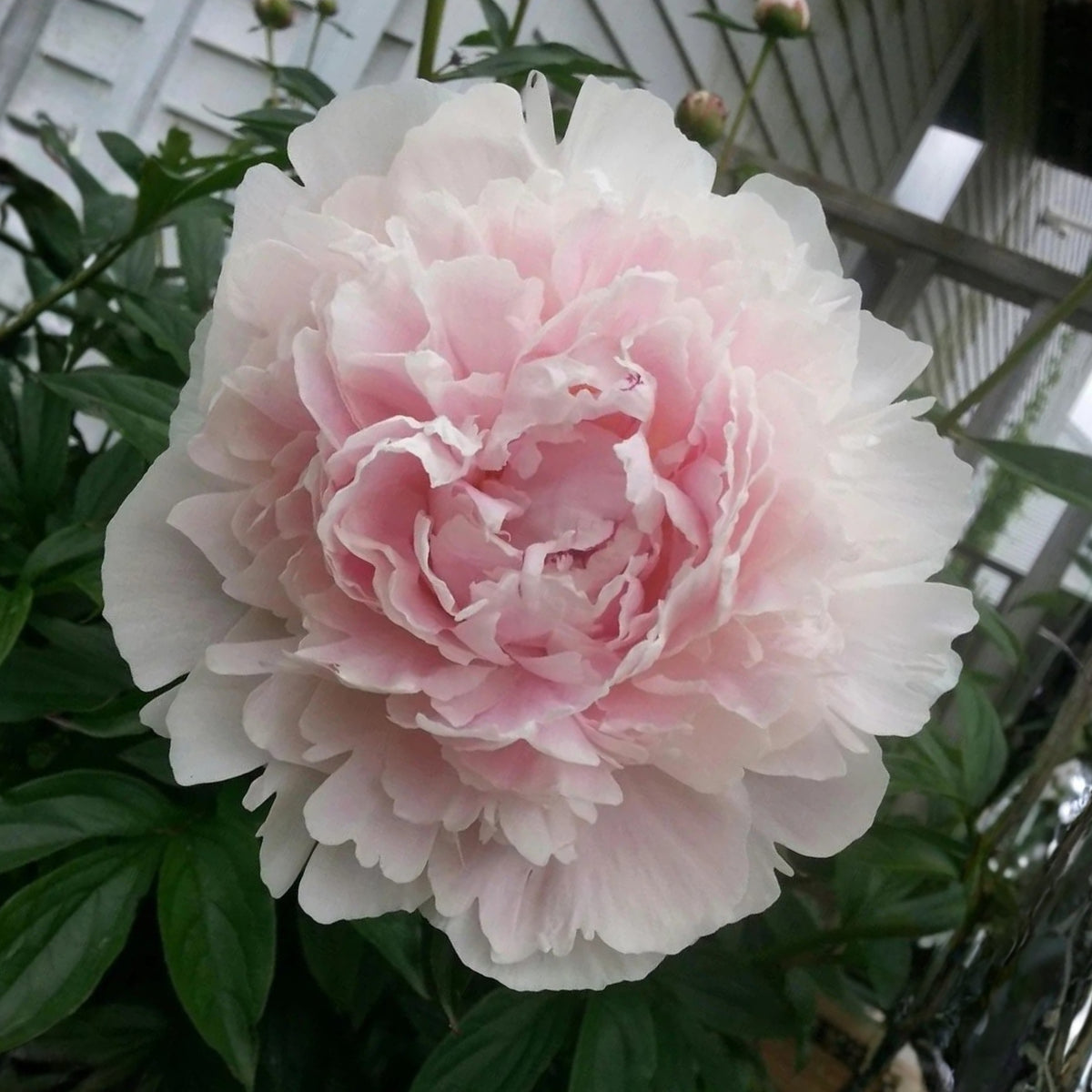 Moon River Peony Seeds - Herbaceous Peony, 10+ seeds