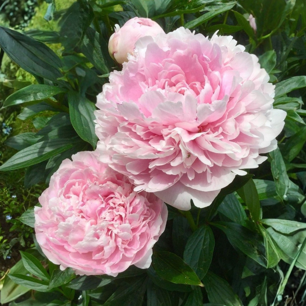 Moon River Peony Seeds - Herbaceous Peony, 10+ seeds