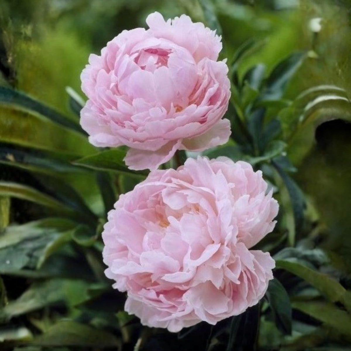 Moon River Peony Seeds - Herbaceous Peony, 10+ seeds