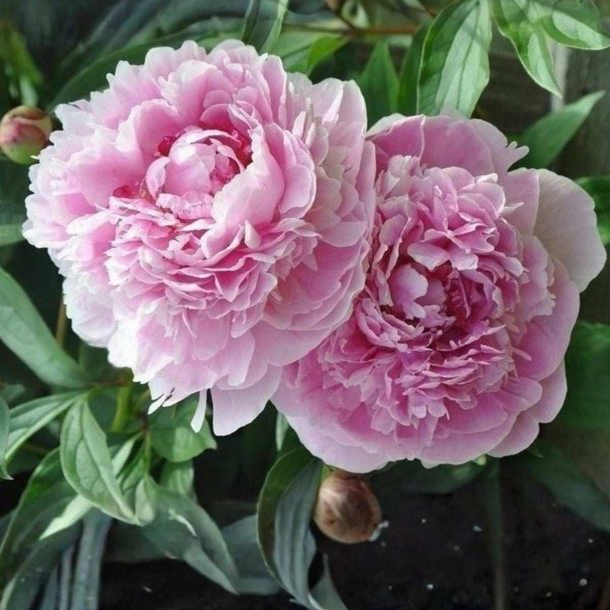 Moon River Peony Seeds - Herbaceous Peony, 10+ seeds