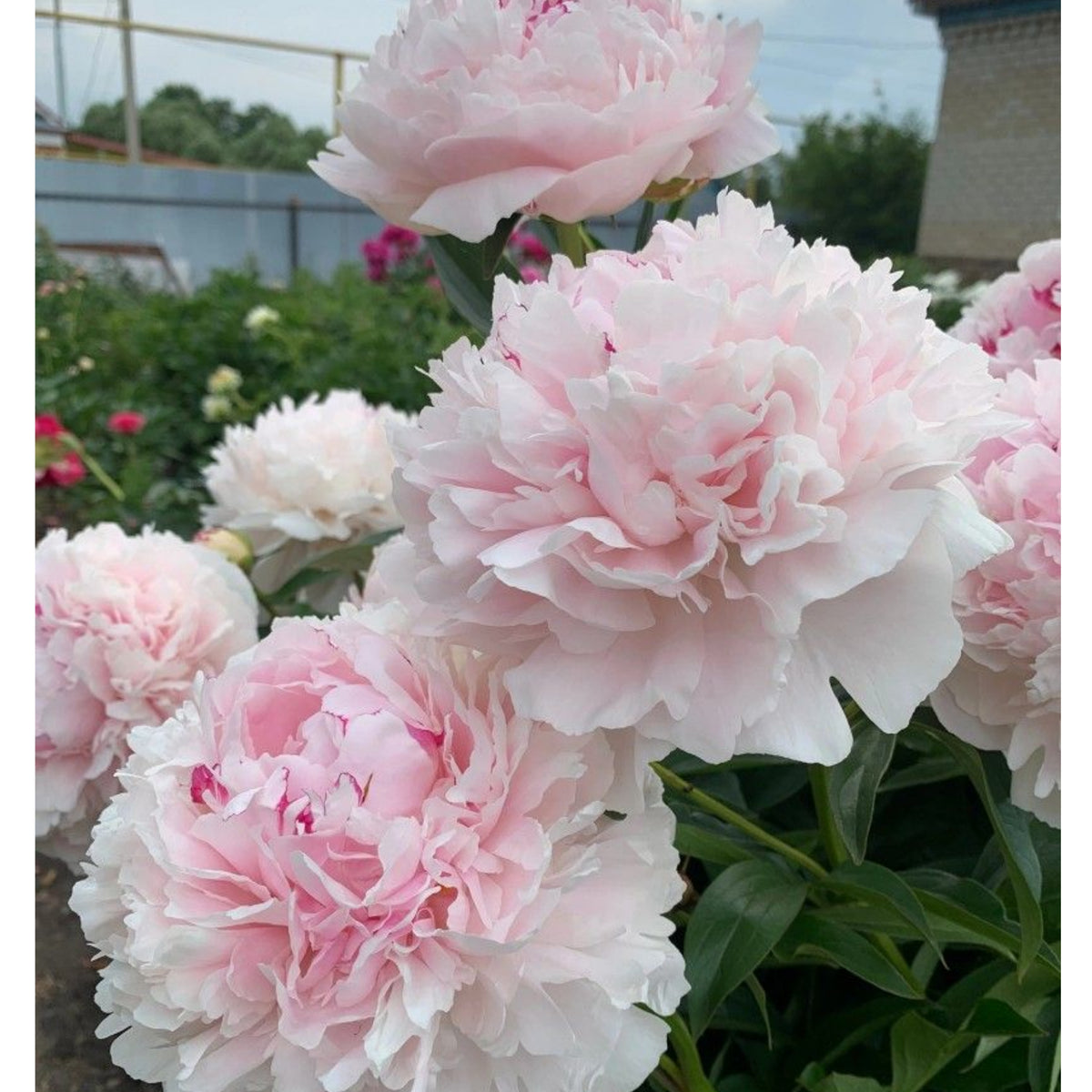 Moon River Peony Seeds - Chinese Peony, Double Blooms, 10+ seeds