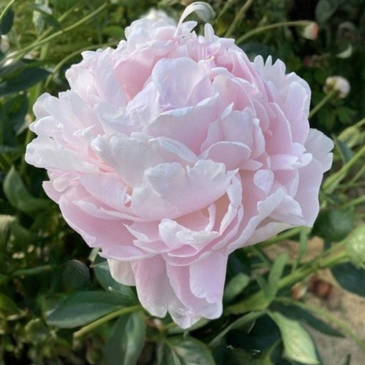 Moon River Peony Seeds - Chinese Peony, Double Blooms, 10+ seeds