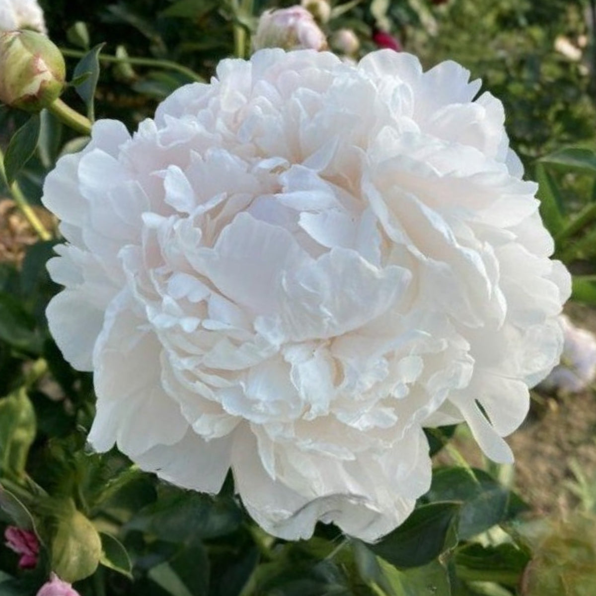 Moon River Peony Seeds - Chinese Peony, Double Blooms, 10+ seeds