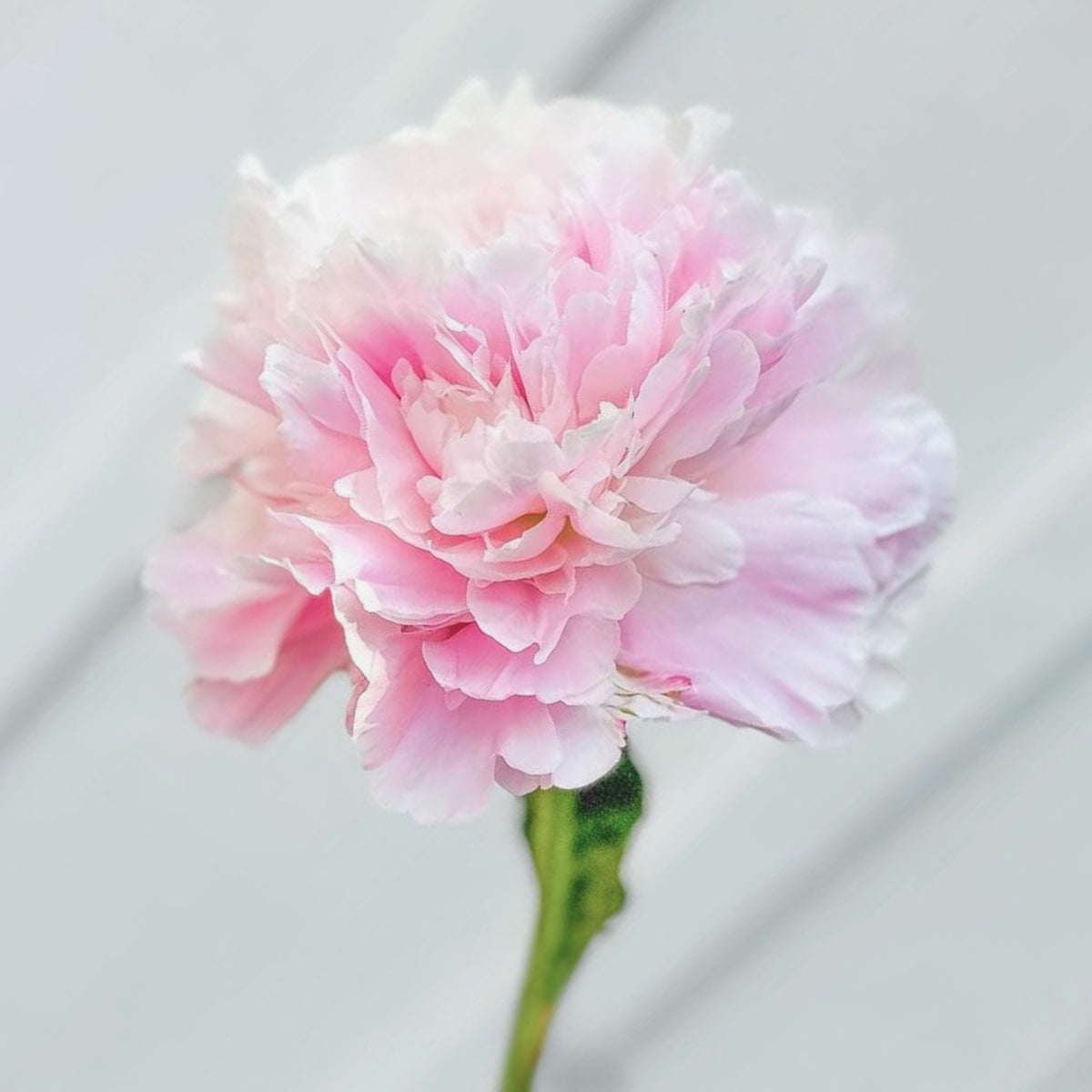 Moon River Peony Seeds - Chinese Peony, Double Blooms, 10+ seeds