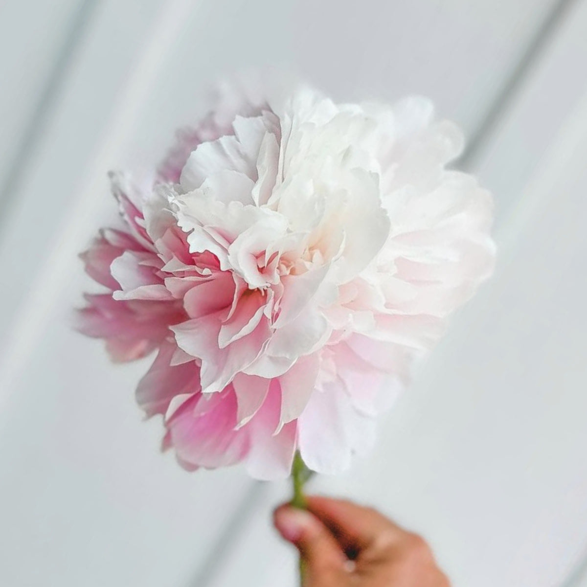 Moon River Peony Seeds - Chinese Peony, Double Blooms, 10+ seeds