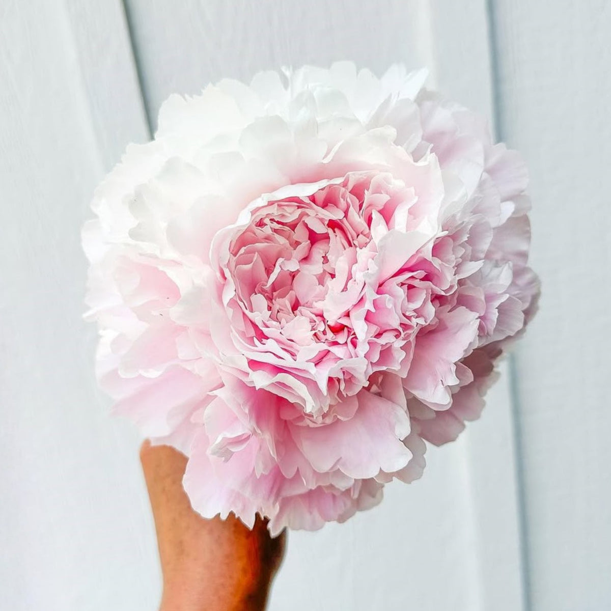 Moon River Peony Seeds - Chinese Peony, Double Blooms, 10+ seeds