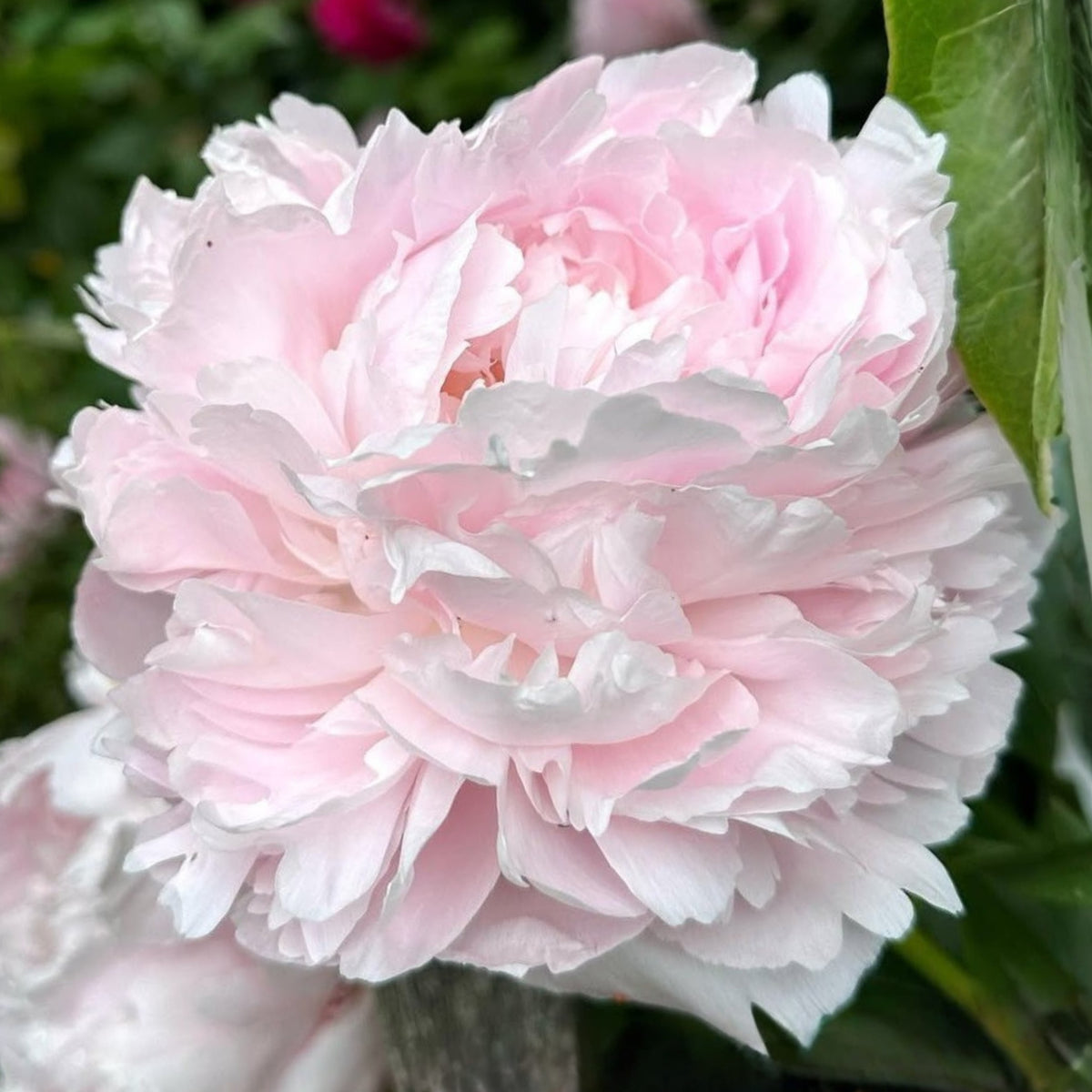 Moon River Peony Seeds - Chinese Peony, Double Blooms, 10+ seeds