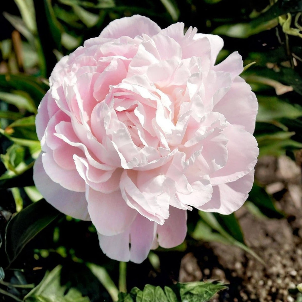 Moon River Peony Seeds - Chinese Peony, Double Blooms, 10+ seeds