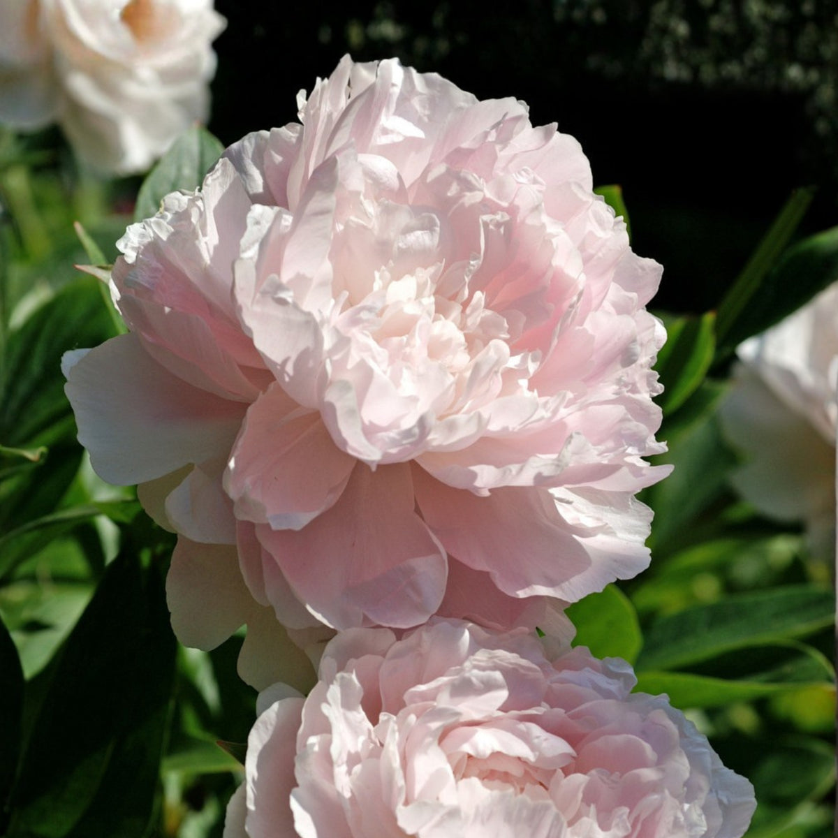 Moon River Peony Seeds - Chinese Peony, Double Blooms, 10+ seeds