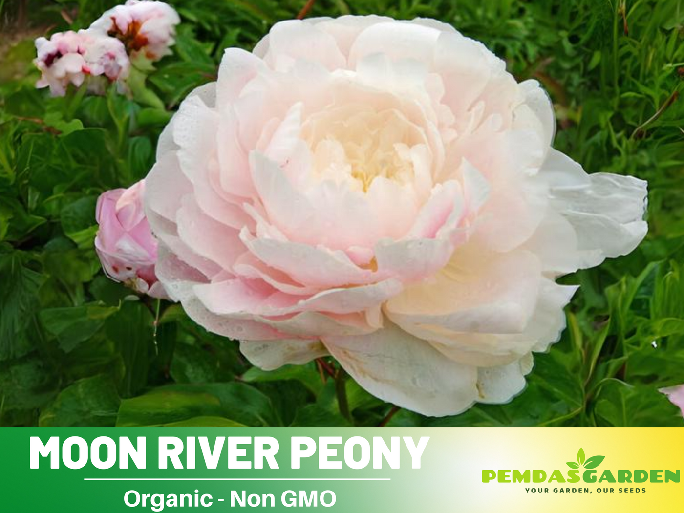 peony flower seeds merge mansion 10+ Rare Seeds| Moon River Peony Seeds (Paeonia, Herbaceous Peony) – R – PEMDASGARDEN