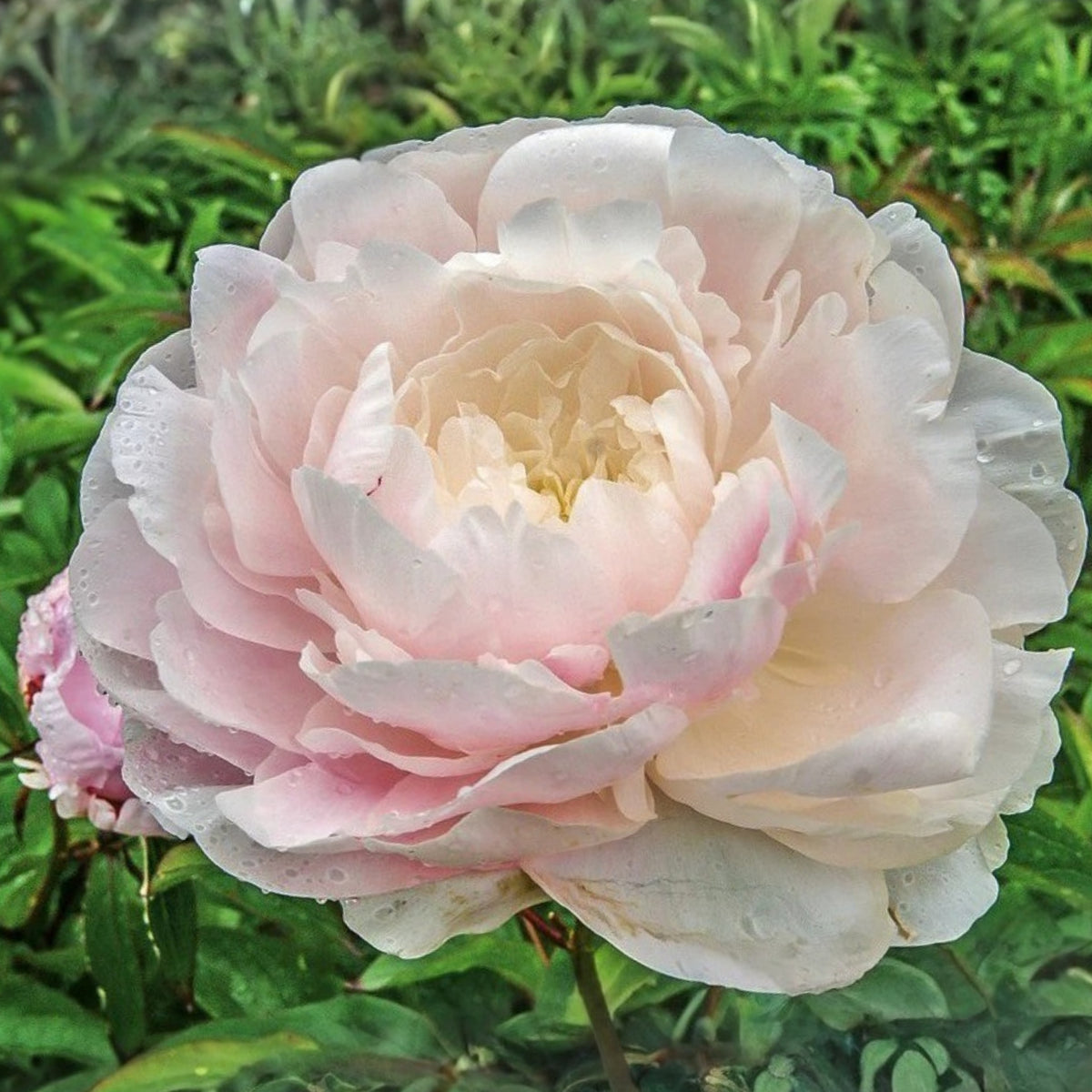Moon River Peony Seeds - Herbaceous Peony, 10+ seeds