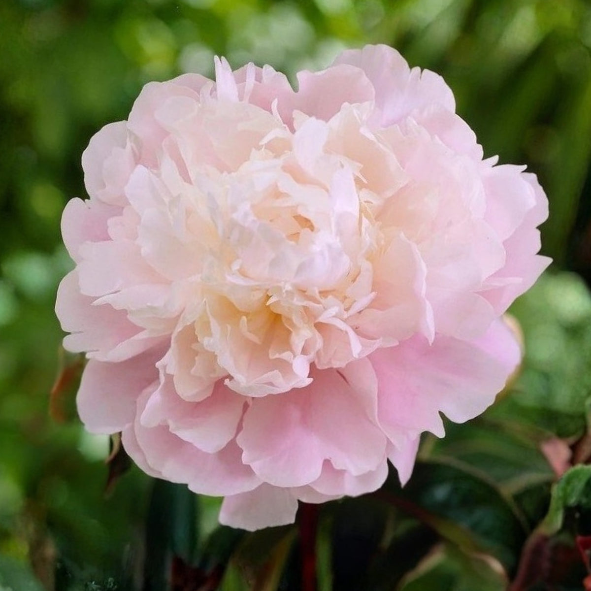 Moon River Peony Seeds - Herbaceous Peony, 10+ seeds