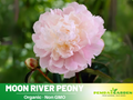 10+ Rare Seeds|   Moon River Peony Seeds (Paeonia, Herbaceous Peony) – Rare Heirloom - Open Pollinated -  Romantic Perennial Blooms for Cottage Garden, Fragrant Cut Flowers, Easy to Grow #B002