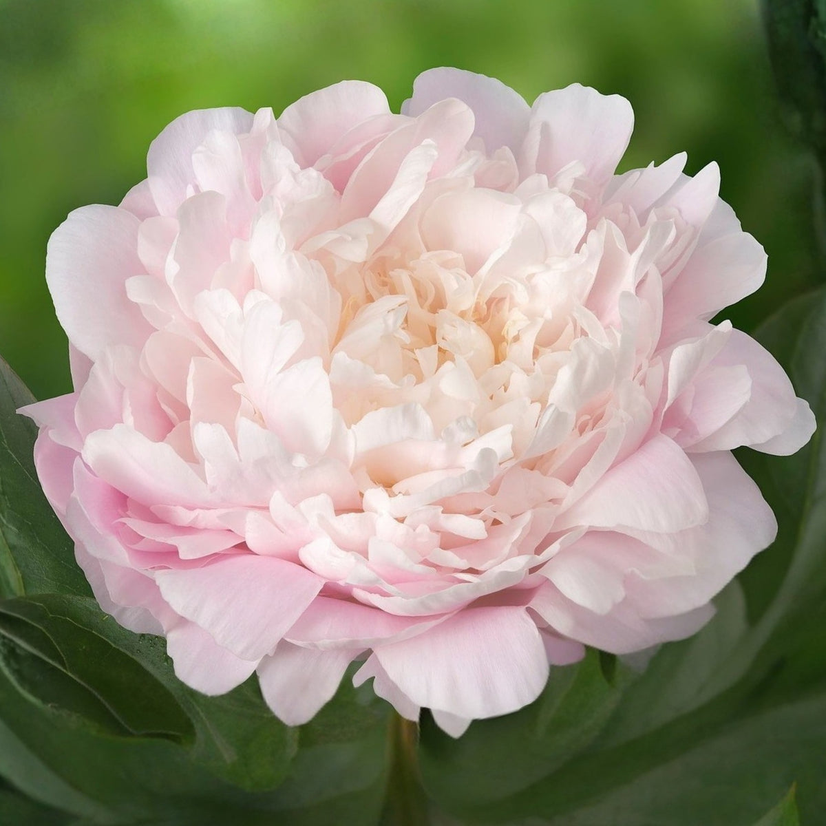 Moon River Peony Seeds - Herbaceous Peony, 10+ seeds