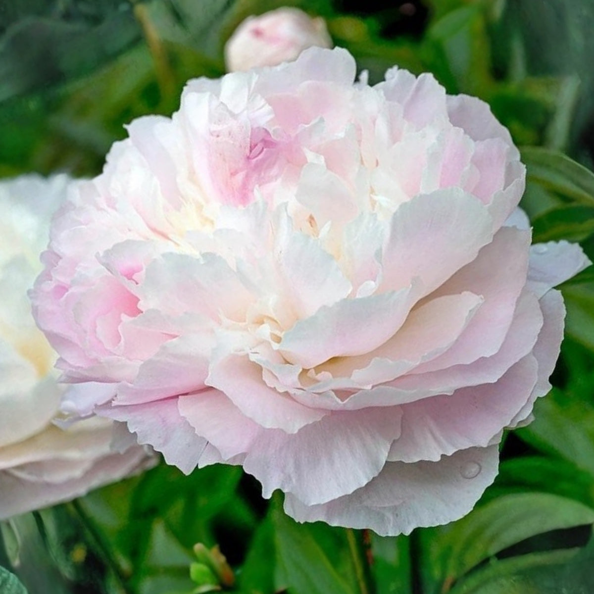 Moon River Peony Seeds - Herbaceous Peony, 10+ seeds