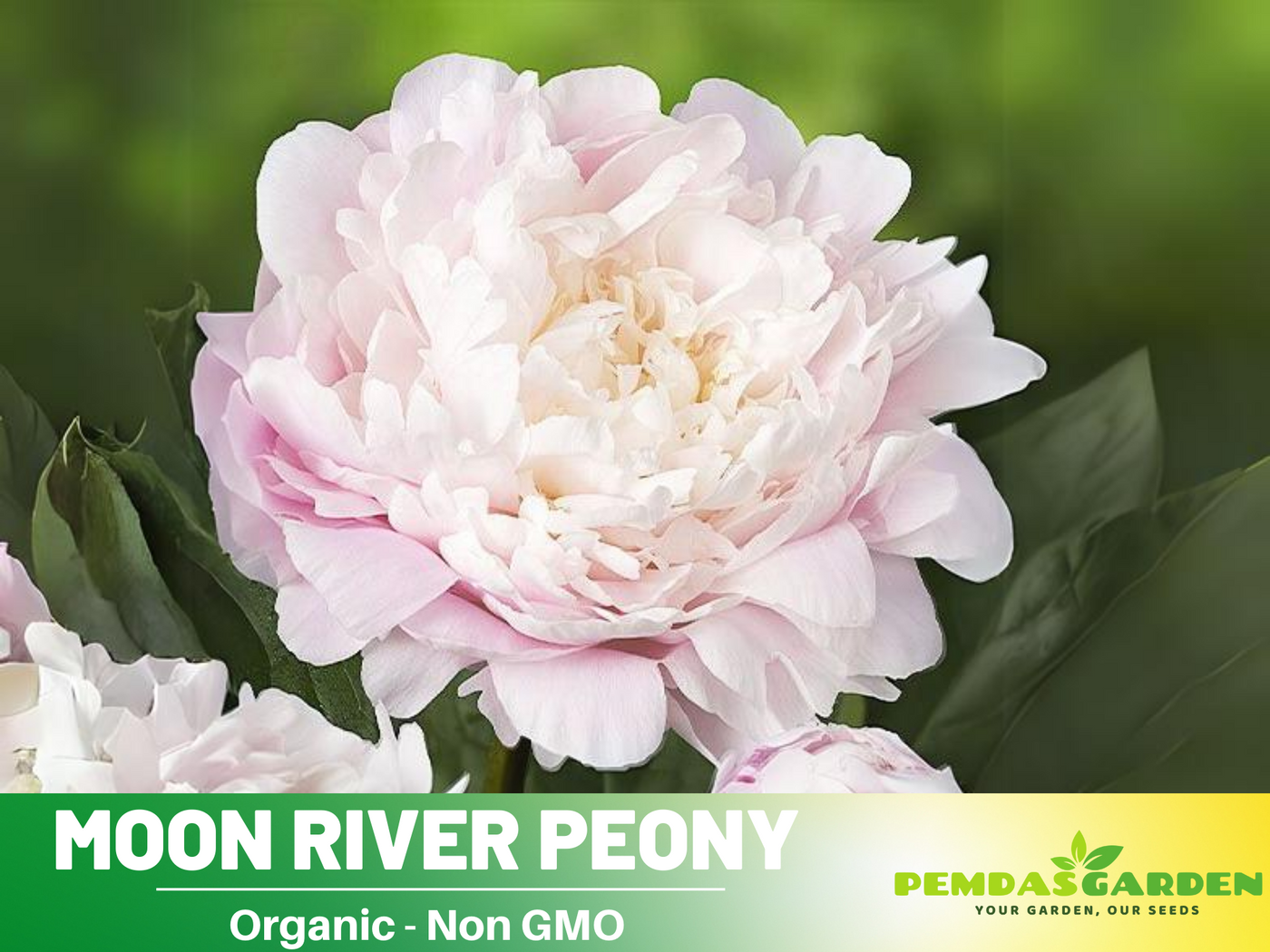 peony flower seeds merge mansion 10+ Rare Seeds| Moon River Peony Seeds (Paeonia, Herbaceous Peony) – R – PEMDASGARDEN