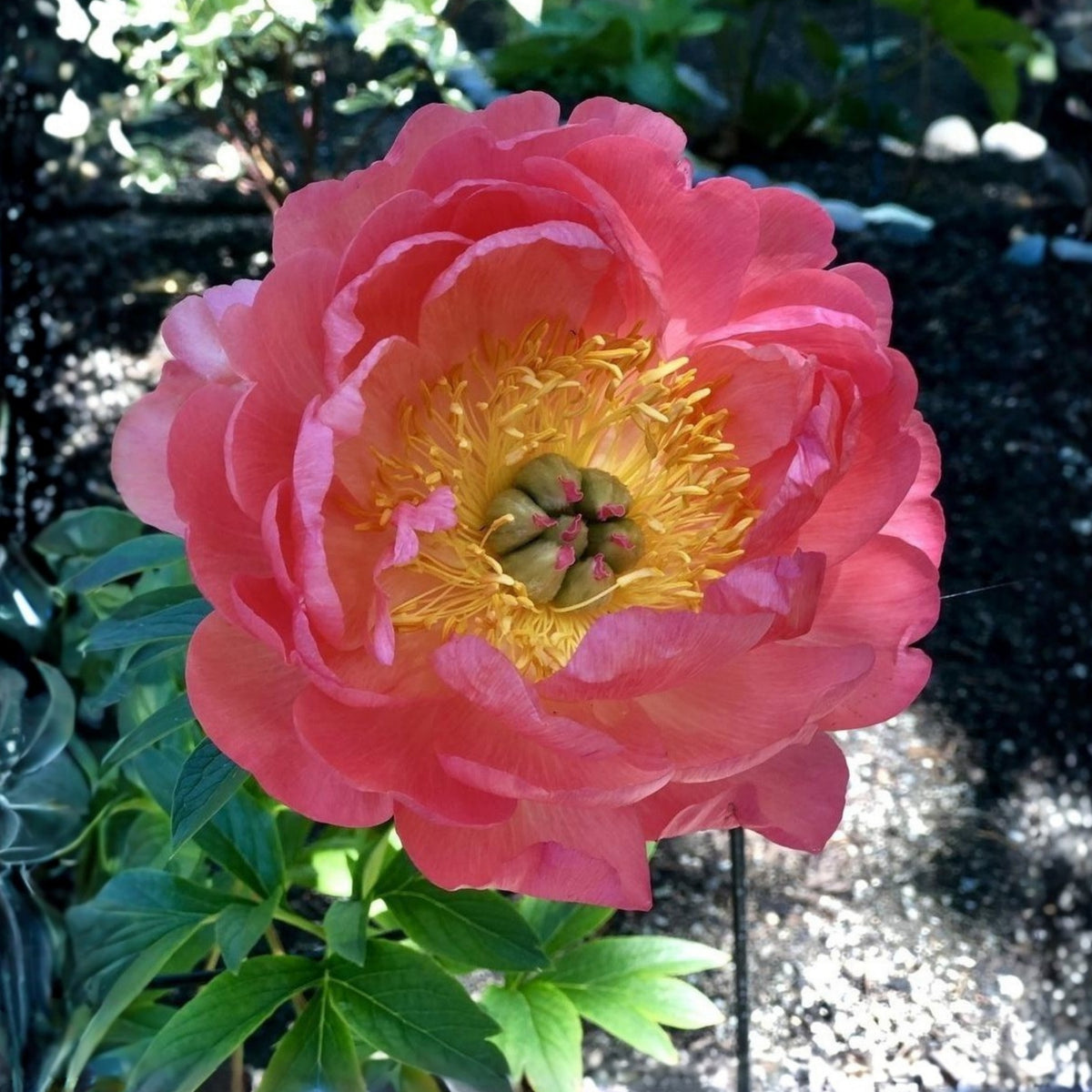 Coral Sunset Peony Seeds - Herbaceous Peony, Double Blooms, 10+ seeds