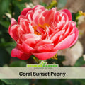 10+ Rare Seeds| Coral Sunset Peony Seeds (Paeonia, Herbaceous Peony) – Double Blooms, Vibrant Garden Blooms, Romantic Perennial Blooms for Cottage Garden, Fragrant Cut Flowers, Easy to Grow#B003