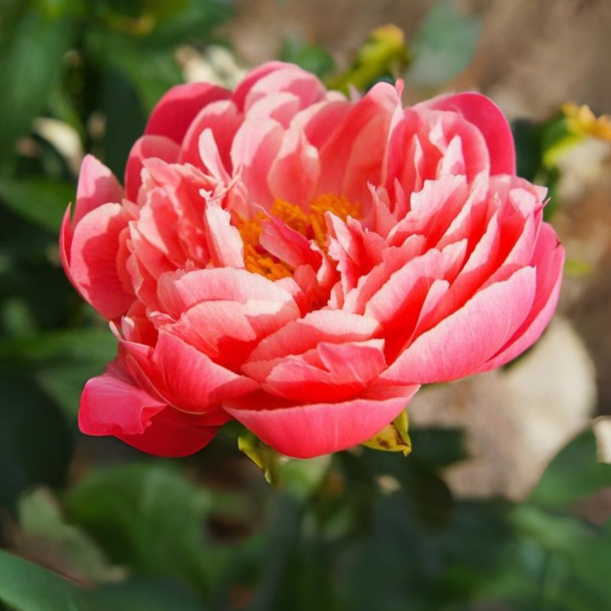 Coral Sunset Peony Seeds - Herbaceous Peony, Double Blooms, 10+ seeds
