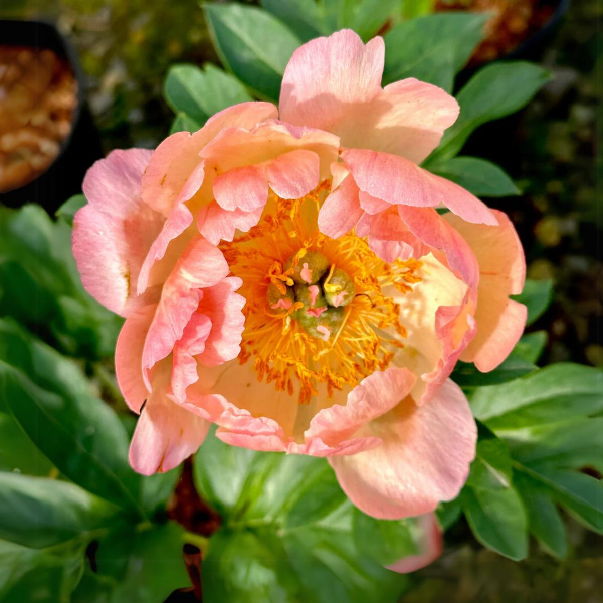Coral Sunset Peony Seeds - Herbaceous Peony, Double Blooms, 10+ seeds