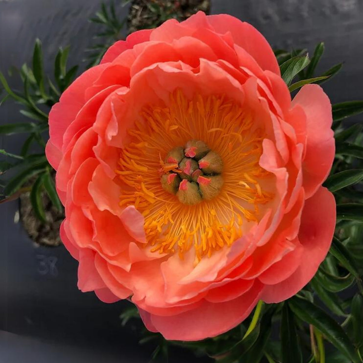Coral Sunset Peony Seeds - Herbaceous Peony, Double Blooms, 10+ seeds