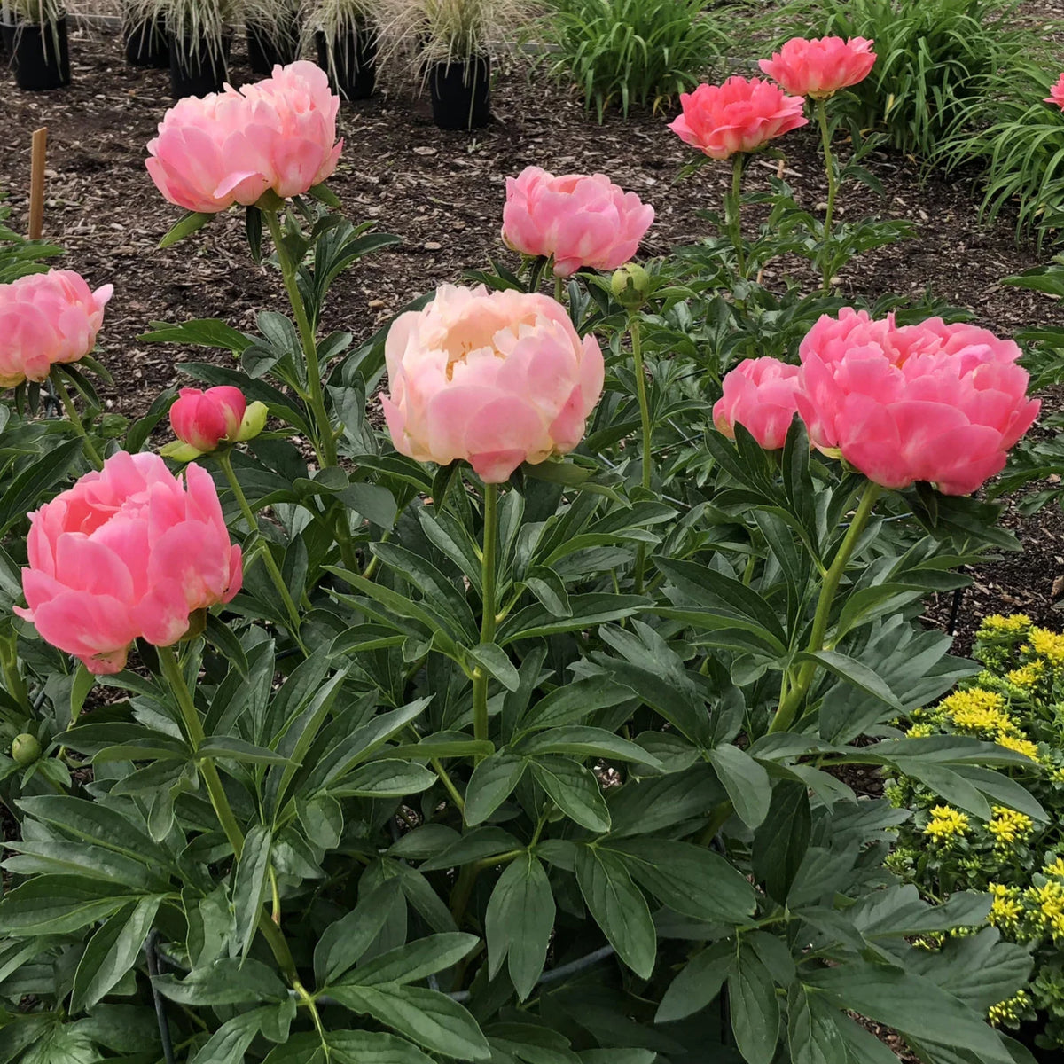 Coral Sunset Peony Seeds - Herbaceous Peony, Double Blooms, 10+ seeds