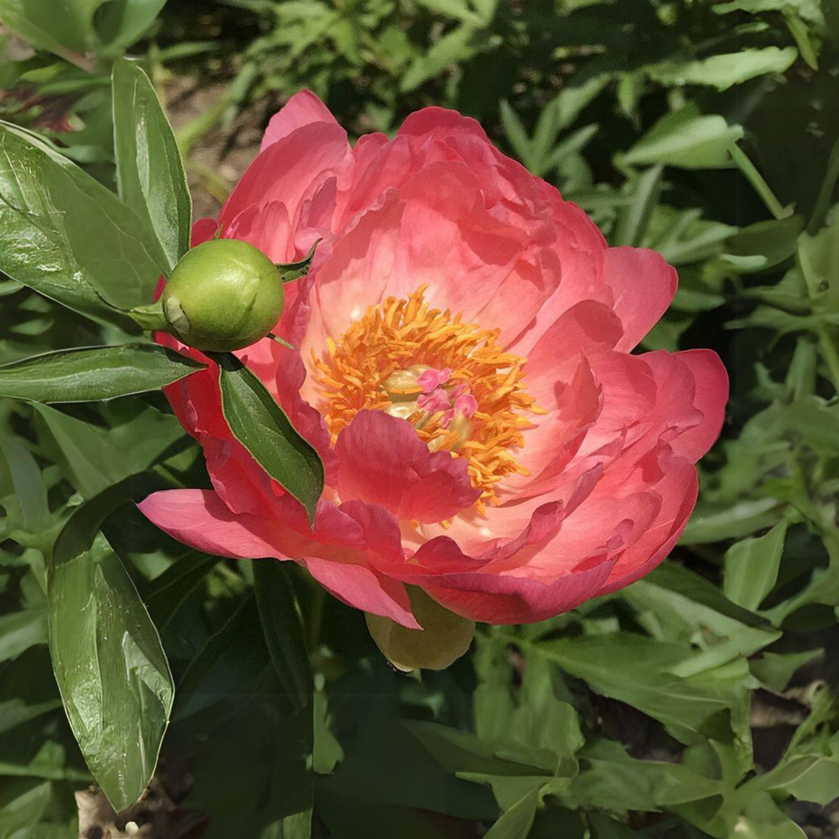 Coral Sunset Peony Seeds - Herbaceous Peony, Double Blooms, 10+ seeds