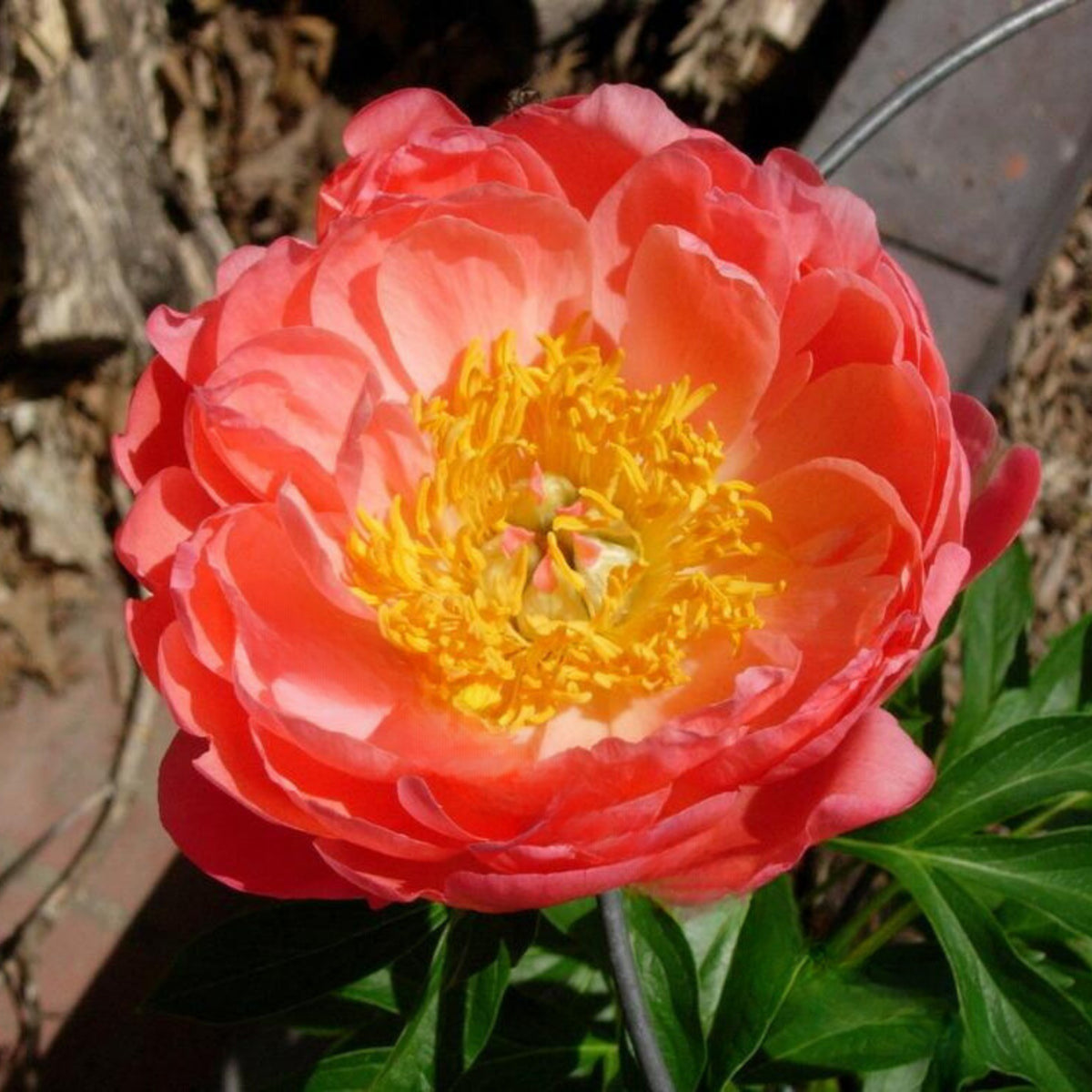 Coral Sunset Peony Seeds - Herbaceous Peony, Double Blooms, 10+ seeds