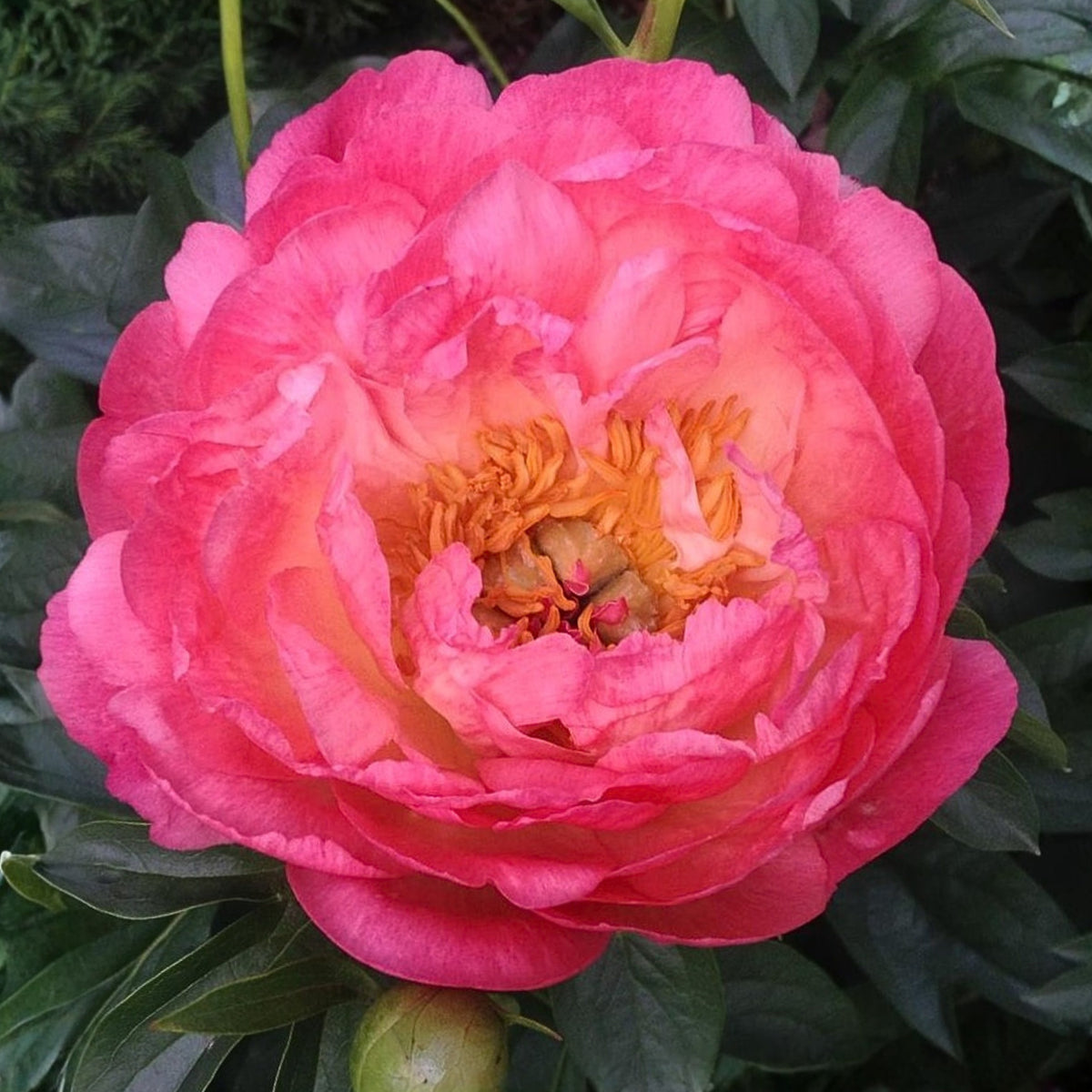 Coral Sunset Peony Seeds - Herbaceous Peony, Double Blooms, 10+ seeds