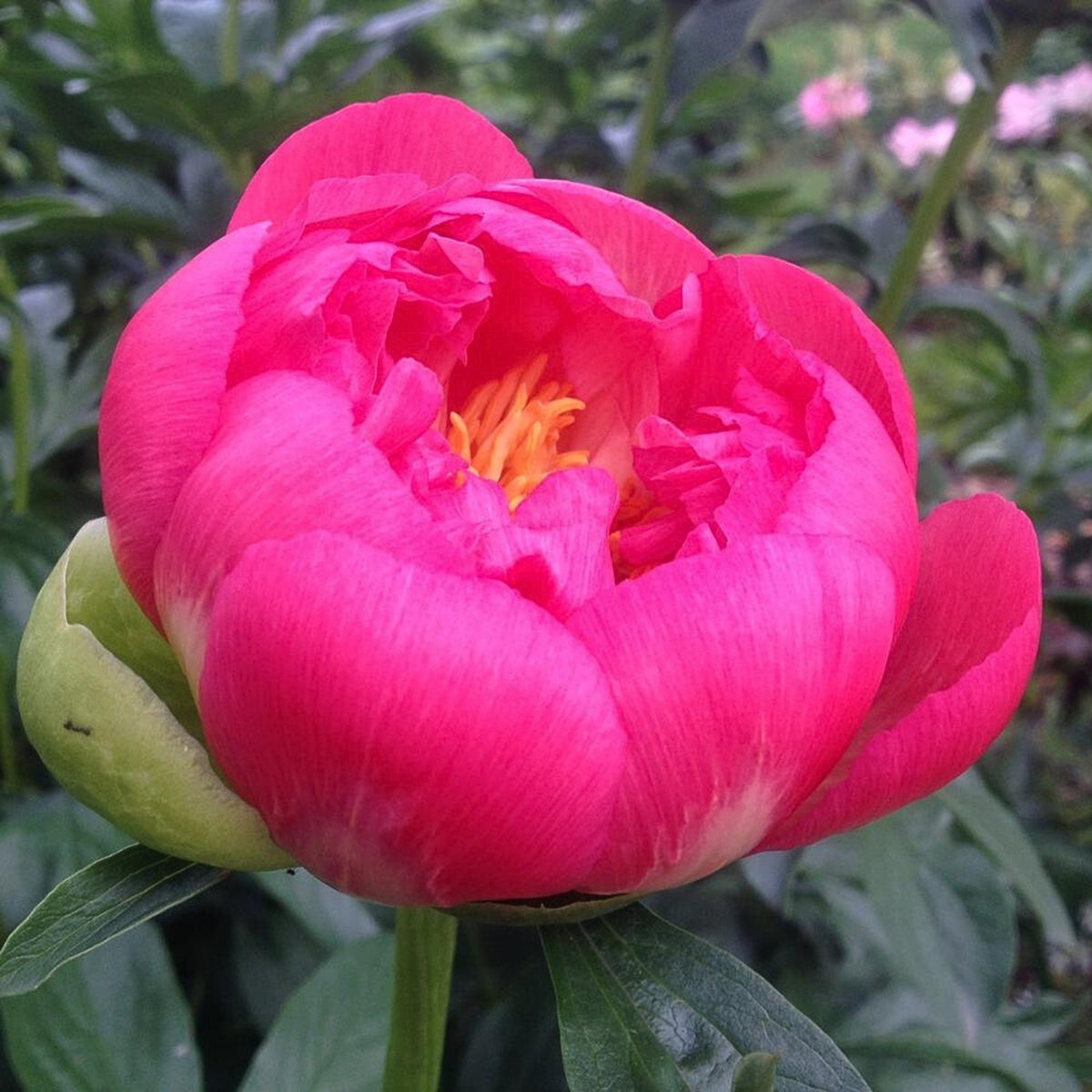 Coral Sunset Peony Seeds - Herbaceous Peony, Double Blooms, 10+ seeds