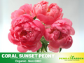 10+ Rare Seeds| Coral Sunset Peony Seeds (Paeonia, Herbaceous Peony) – Double Blooms, Vibrant Garden Blooms, Romantic Perennial Blooms for Cottage Garden, Fragrant Cut Flowers, Easy to Grow#B003