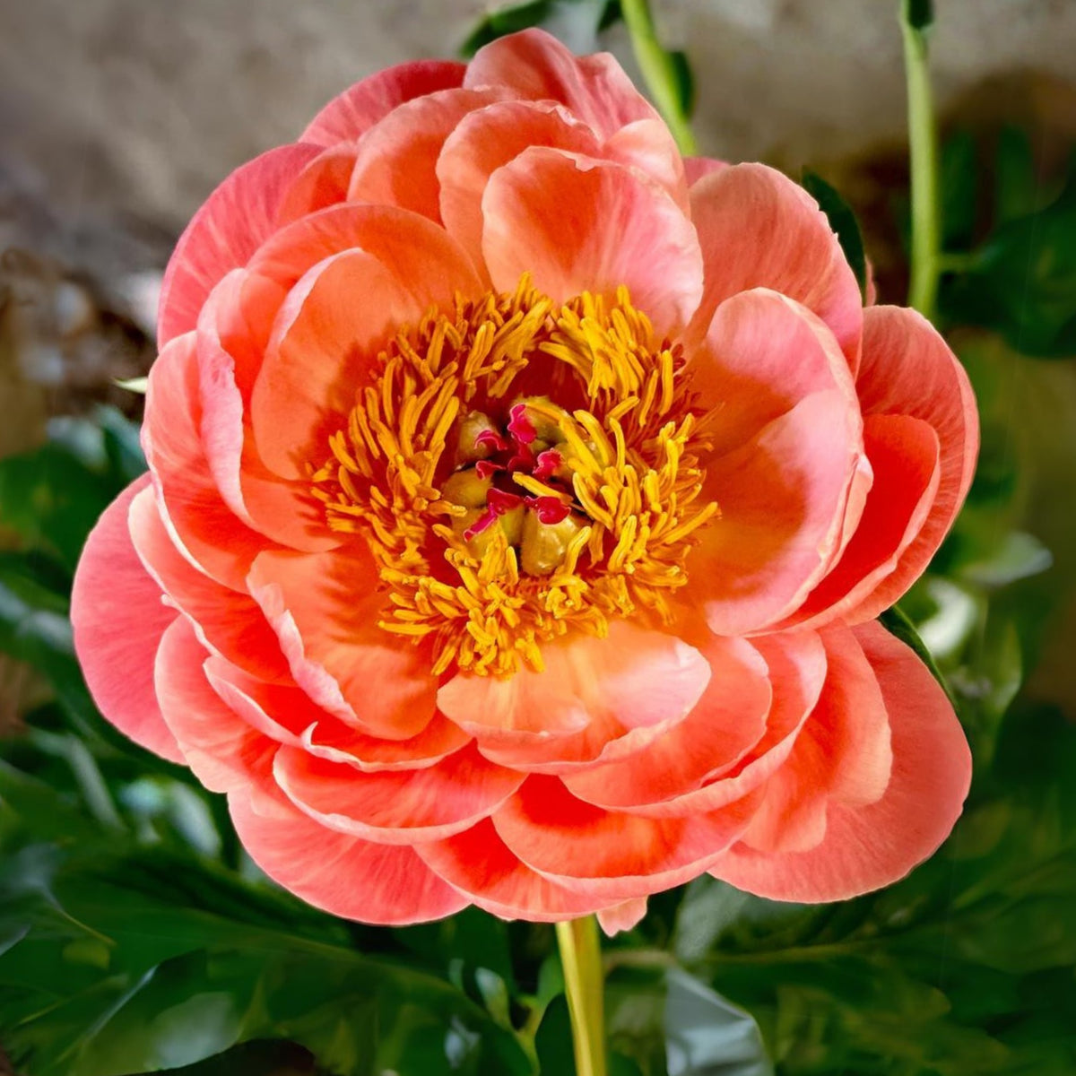 Coral Sunset Peony Seeds - Herbaceous Peony, Double Blooms, 10+ seeds