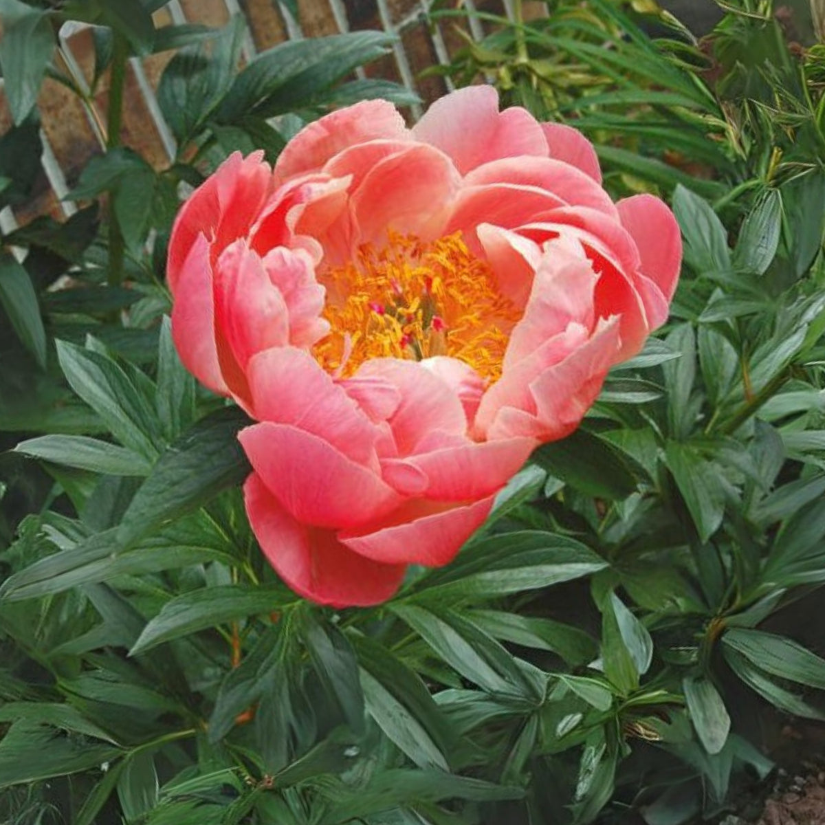 Coral Sunset Peony Seeds - Herbaceous Peony, Double Blooms, 10+ seeds