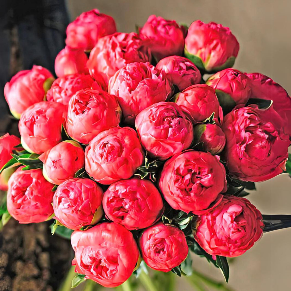 Coral Sunset Peony Seeds - Herbaceous Peony, Double Blooms, 10+ seeds