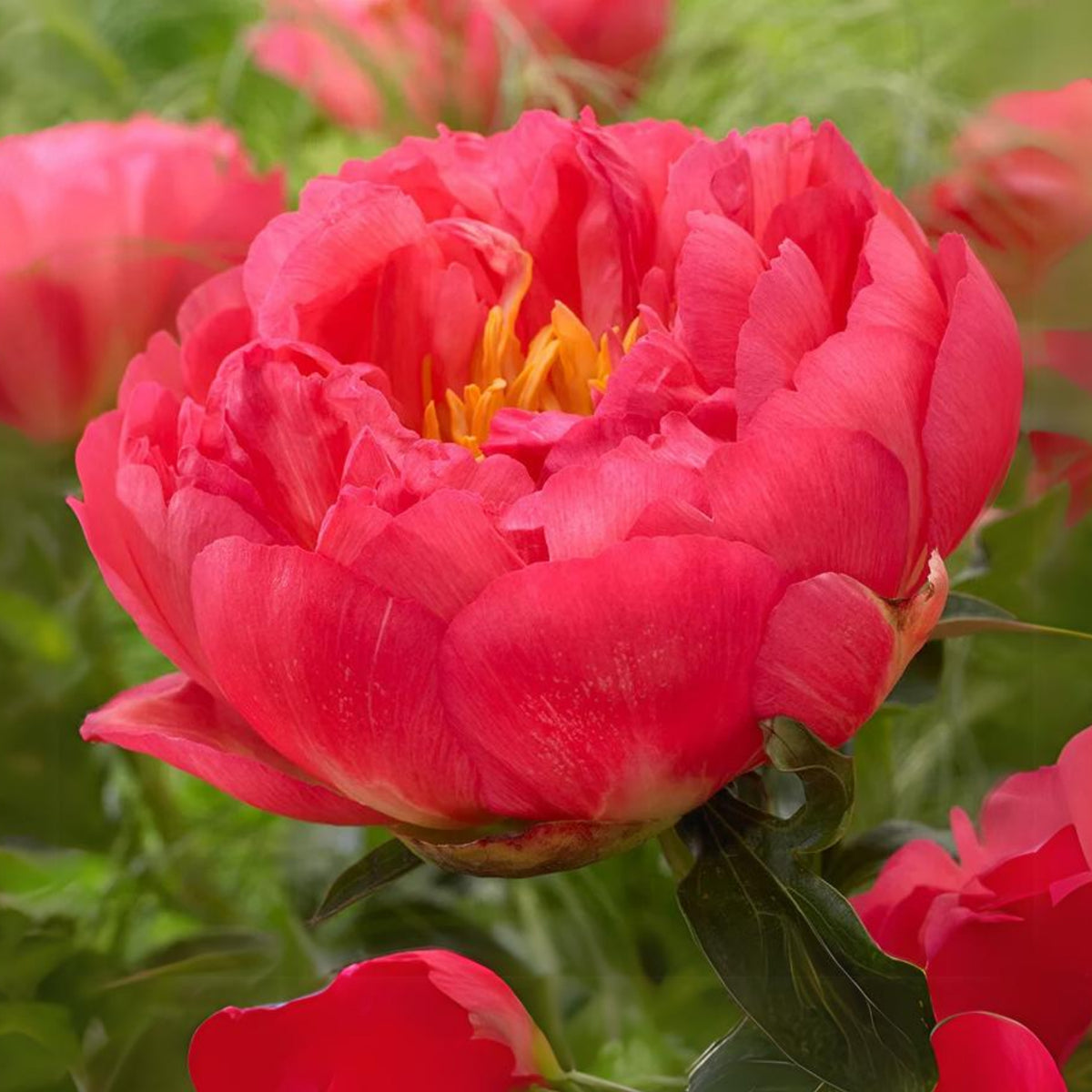 Coral Sunset Peony Seeds - Herbaceous Peony, Double Blooms, 10+ seeds