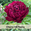 10+ Rare Seeds|  Cherry Hill   Peony Seeds (Paeonia, Herbaceous Peony) – Double Blooms, Vibrant Garden Blooms, Romantic Perennial Blooms for Cottage Garden, Fragrant Cut Flowers, Easy to Grow# B005
