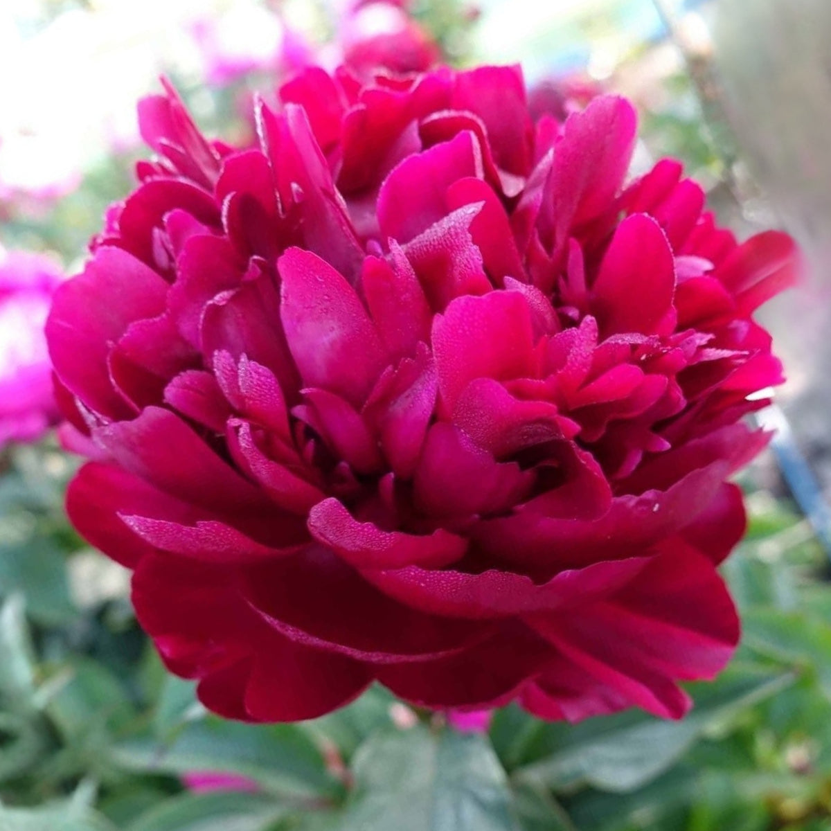 Cherry Hill Peony Seeds - Herbaceous Peony, Double Blooms, 10+ seeds
