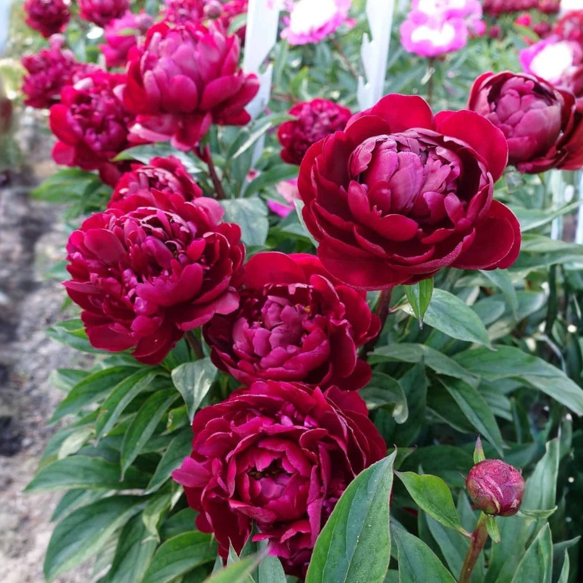 Cherry Hill Peony Seeds - Herbaceous Peony, Double Blooms, 10+ seeds