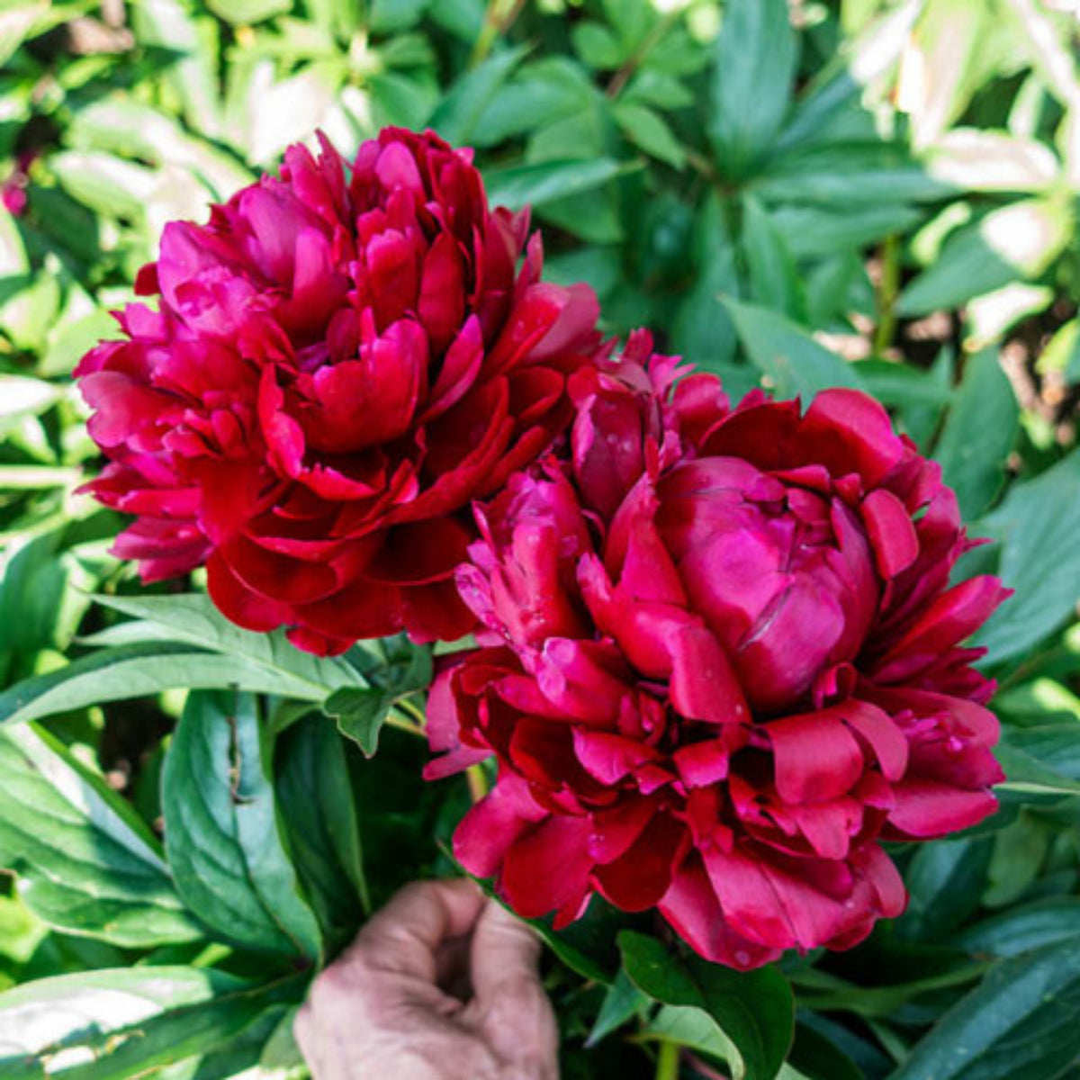 Cherry Hill Peony Seeds - Herbaceous Peony, Double Blooms, 10+ seeds