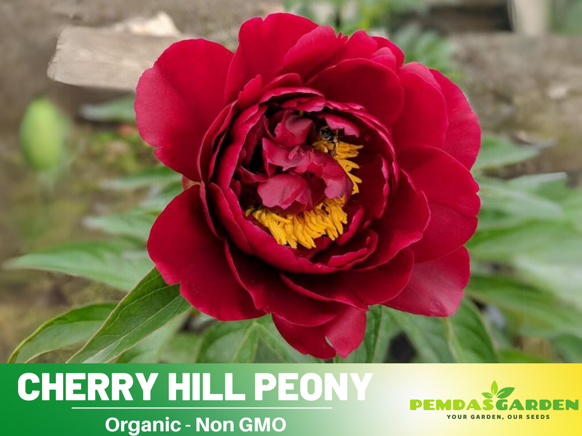 10+ Rare Seeds|  Cherry Hill Peony Seeds# B005