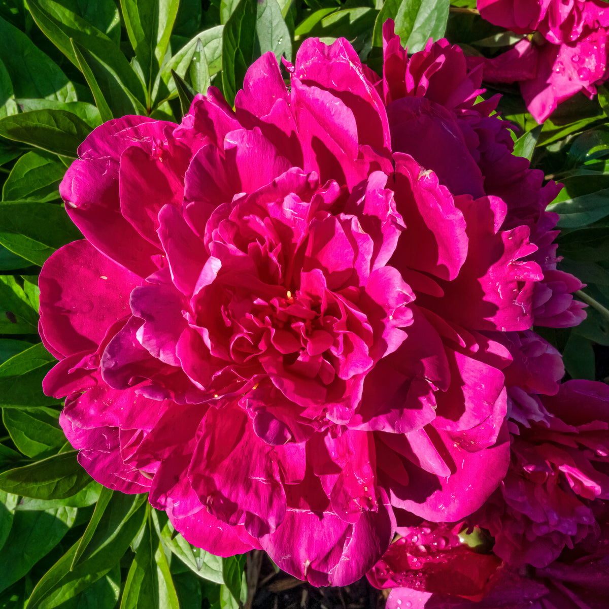 Cherry Hill Peony Seeds - Herbaceous Peony, Double Blooms, 10+ seeds