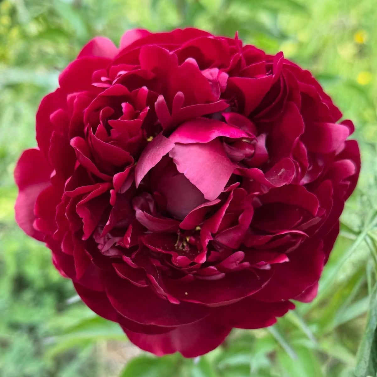 Cherry Hill Peony Seeds - Herbaceous Peony, Double Blooms, 10+ seeds