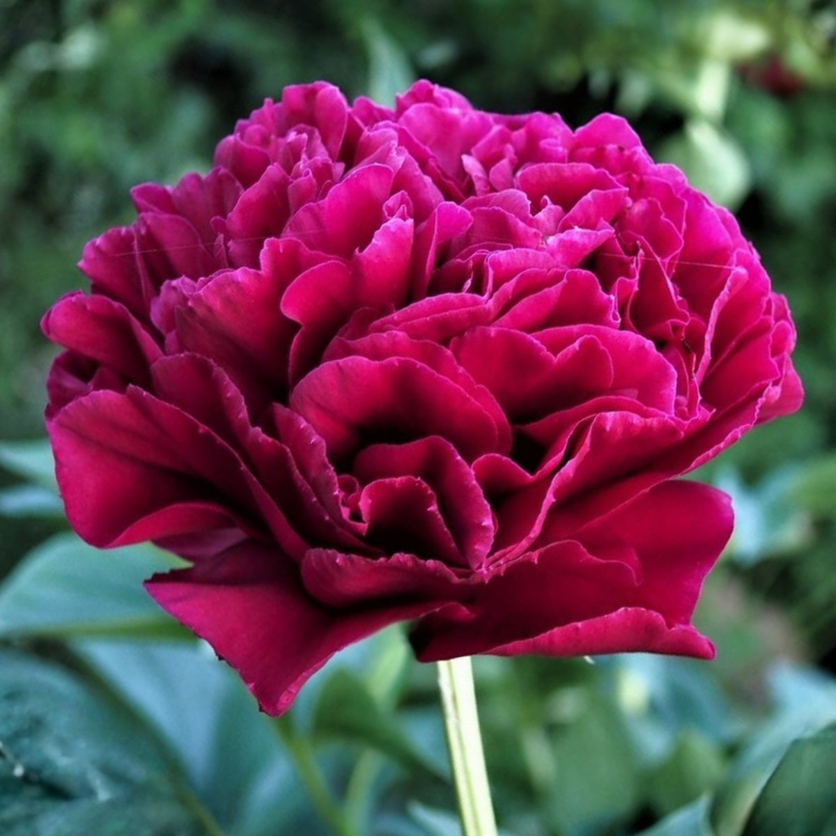 Cherry Hill Peony Seeds - Herbaceous Peony, Double Blooms, 10+ seeds