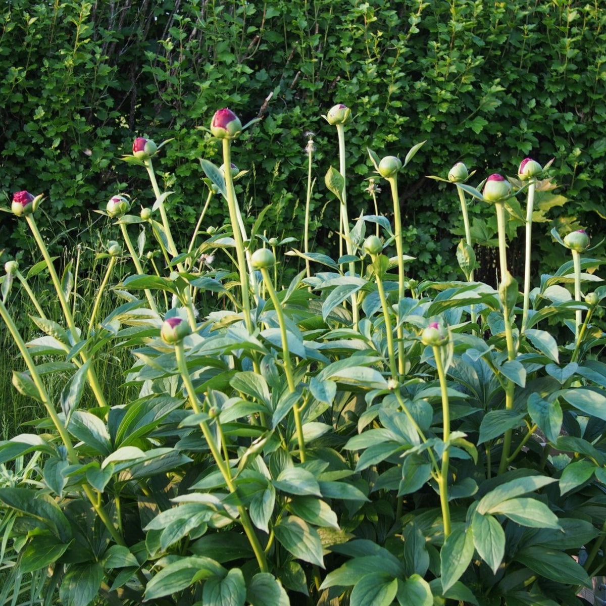Cherry Hill Peony Seeds - Herbaceous Peony, Double Blooms, 10+ seeds