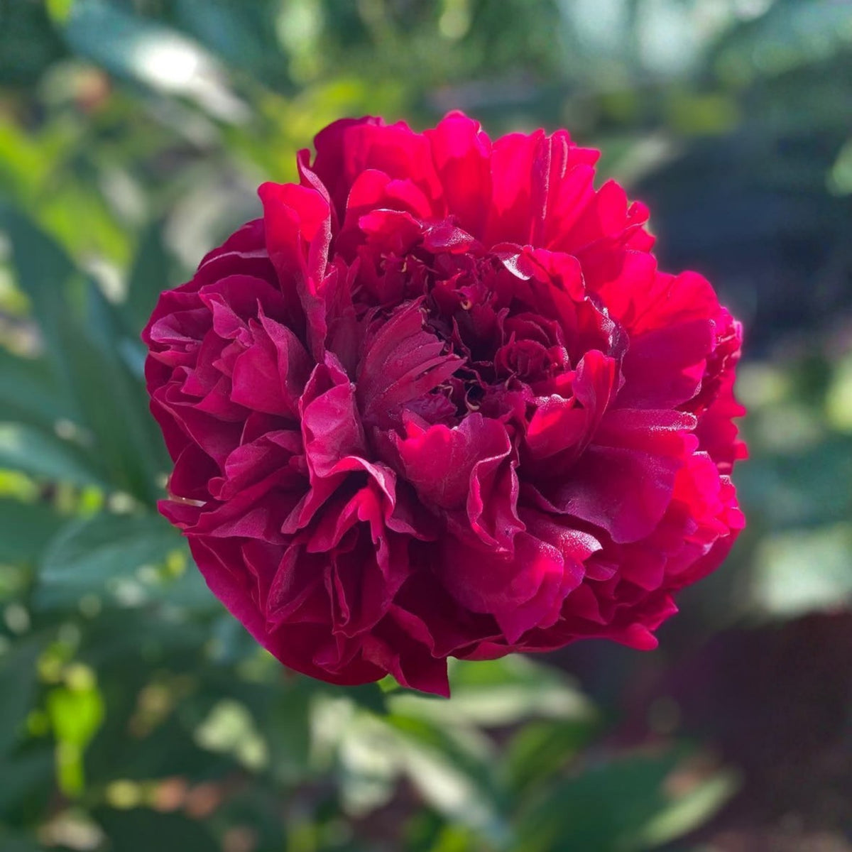 Cherry Hill Peony Seeds - Herbaceous Peony, Double Blooms, 10+ seeds